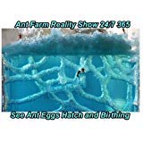 New! Ant Farm (Pink) Reality Show 24/7 365