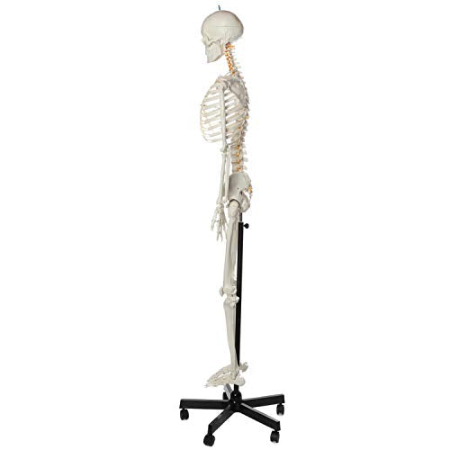 Axis Scientific Flexible Life-Size Human Skeleton, 5'6"