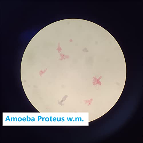 Prepared Microscope Slides Set for Apologia Biology, Pack of 16pcs Specimens Specifically for Biology Course (Apologia Slides) - style: for Apologia Biology Microscope Slides