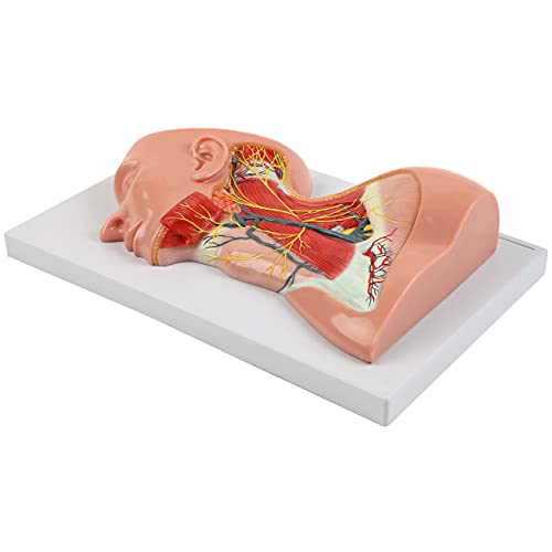 Axis Scientific Human Neck with Muscles, Nerves