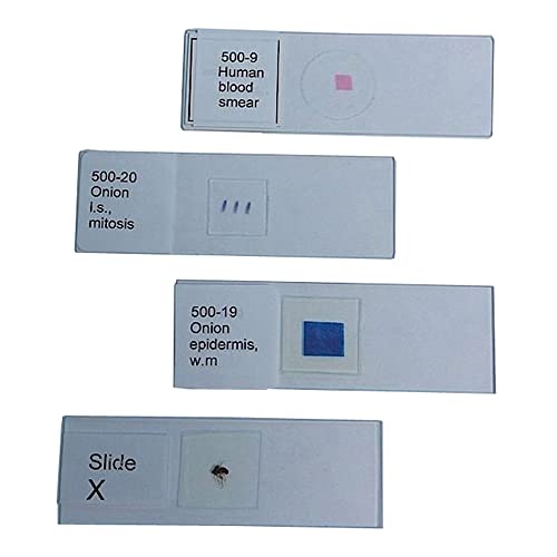 United Scientific Supplies 100-06 "Bacteria, 3 Types" Prepared Microscope Slide