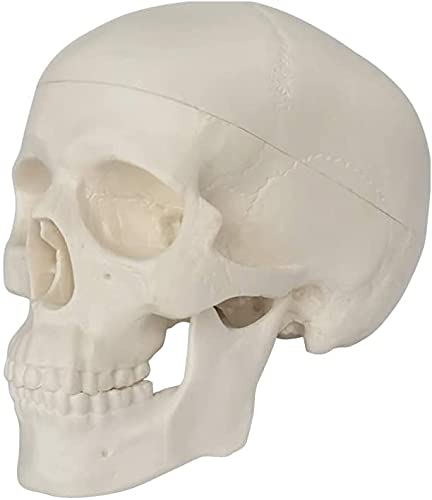 EVOTECH SCIENTIFIC Human Skull Anatomy Model, 3 Parts 1/2 Life Size, 2 Pack