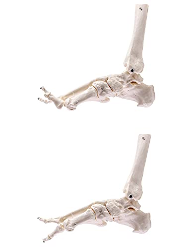 QWORK Human Foot Skeleton Model, Life Size Anatomy Foot and Ankle Model, Right, Fully Articulated, for Education Study & Science Classroom