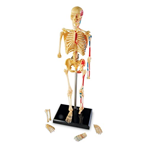Learning Resources Skeleton Model