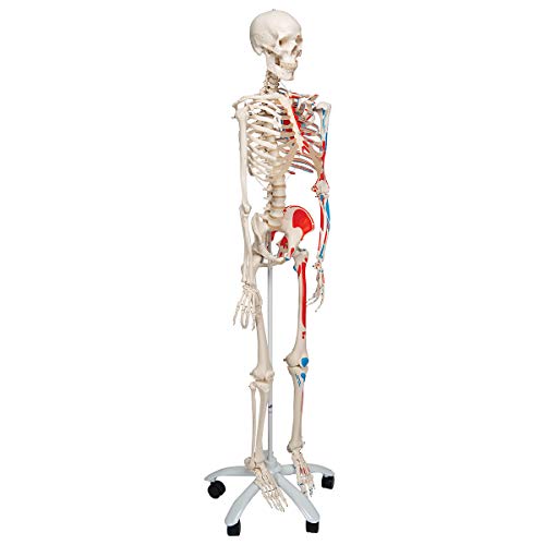 3B Scientific A11 Max the Muscle Skeleton w/ Pelvic mounted roller stand - 3B Smart Anatomy