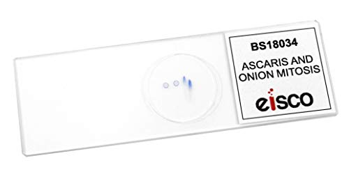EISCO Ascaris & Onion Mitosis, Prepared Microscope Slide - 75 x 25mm - Plant & Animal Mitosis, Introductory Microscopy (Pack of 2) - size: Single Slide (Pack of 2)