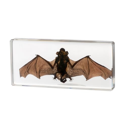 Taxidermy Bat, Real Bat Specimens Animal Specimen in Resin for Science Classroom Science Education, Great Gift for Fans of Taxidermy, Animal Skull, Oddities, Biology(5.5x2.5x0.7 Inch) - color: Taxidermy Bat (5.5x2.5x0.7 inch)