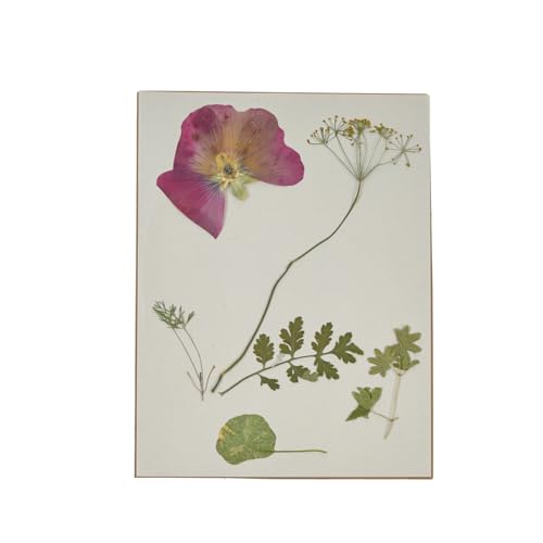 Colorations Specimen Press Kit