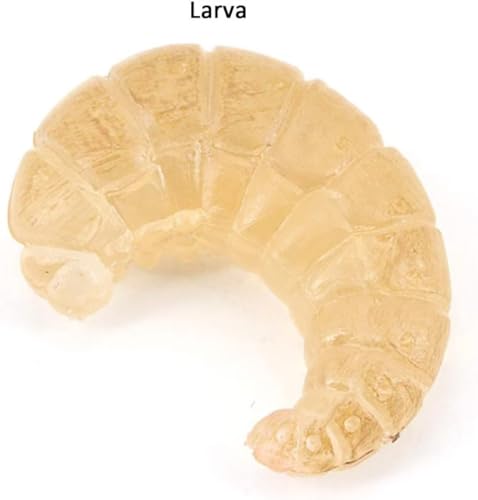 Hvogvok Bee Growth Cycle, Animal Growth Cycle Biological Model, Growth Stage Lifelike Bee Life Cycle Model Set for Kids Education Insect Themed Party Favors - style: Bee