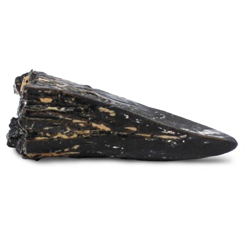 Safari Ltd. Dino Dexter T-Rex Tooth Excavation Kit - Realistic Dinosaur Dig Toy for Boys, Girls, and Kids 6+