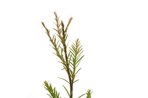 Coast Redwood | Medium Tree Seedling | The Jonsteen Company