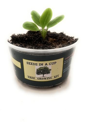Tree Grow Kit | Easy to use | Educational | Memorial Gift | Plant It for The Planet | Grow Your Own Tree |Wide Selection to Choose from (Concord Grape) - style: Concord Grape