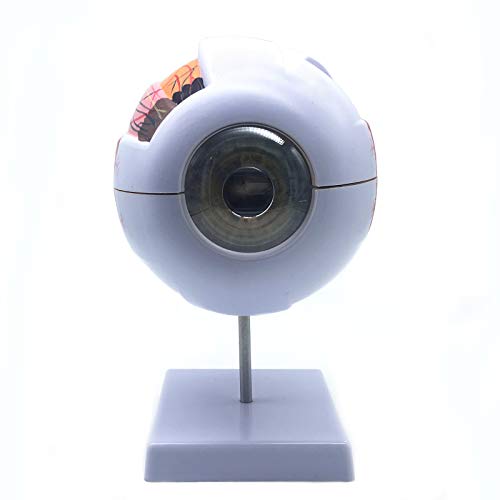 XINDAM 6X Enlarged Human Eye Anatomical Model - Accurate Anatomy for Science Classroom Study, Display, Teaching Medical Model