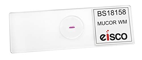 EISCO Mucor, Wholemount - Prepared Microscope Slide - 75 x 25mm - Biology & Microscopy - size: Single Slide