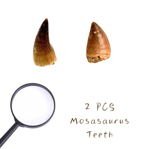 Authentic Mosasaurus Teeths Fossils with Collection Box & Magnifier, 2 PCS - color: Mosasaurus Teeths