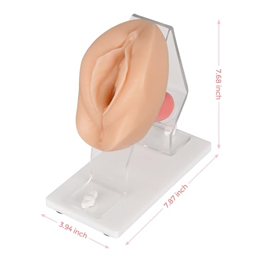 Pelvic Health Model, Gynecological Examination Trainer