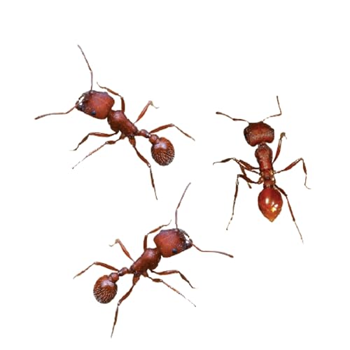 Insect Lore Ant Habitat Refill - 25 Live Ants and Refill Sand - Native Harvester Ants