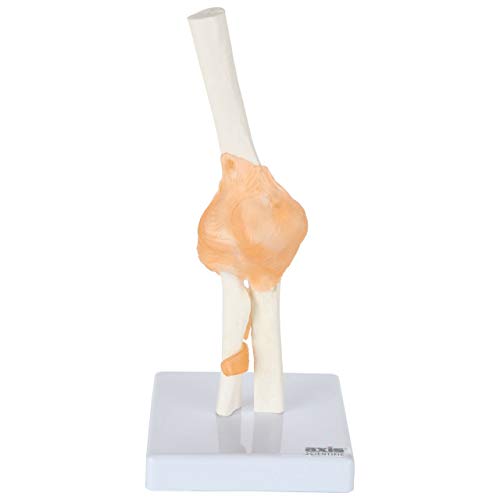 Axis Scientific Functional Joint Anatomy Model Set Includes Flexible
