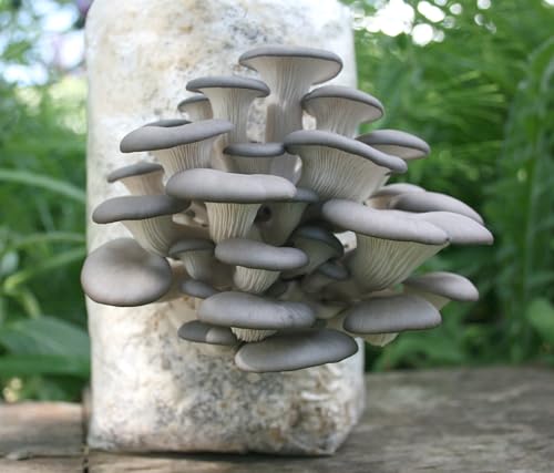 Two Mushroom Grow Kits, 3Lb Each (King Oyster & Blue Oyster) - style: King Oyster & Blue Oyster