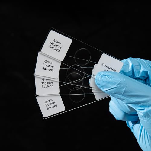 Gram Positive & Negative Bacteria Prepared Microscope Slides, 4 Pack Bacteria Specimens Microscope Slides for Biology Science Class