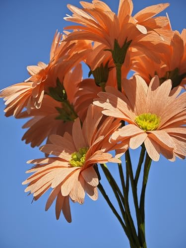 Crepe Paper Flower Daisy DIY Making Kit 12 pcs (Orange) - color: orange