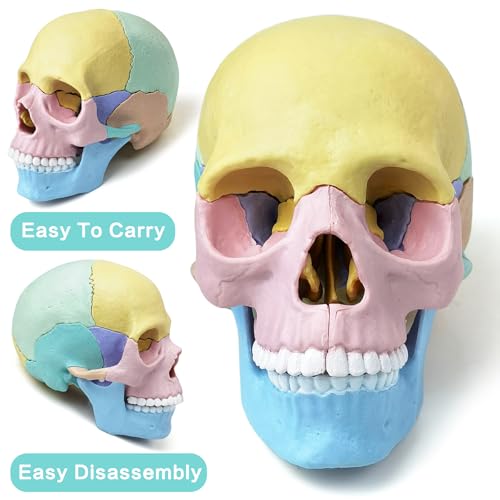 Human Anatomy Skull Model, 17 Parts Half Life Size Colored