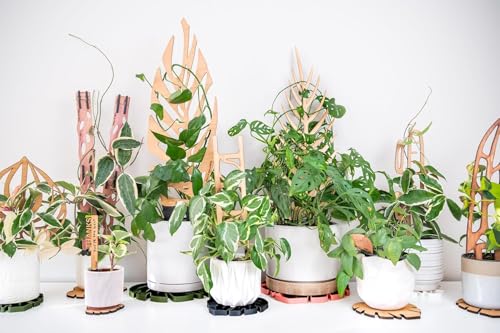 Treleaf Zella Regular Starter Kit – Wooden Extendable Plant Trellis for Indoor Climbing Houseplants – Modular Plant Support with 2 Bases + 2 Extensions - Moss Pole Alternative - size: Regular Kit