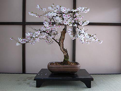 Japanese Cherry | Tree Seed Grow Kit | The Jonsteen Company