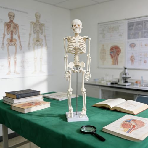 Human Skeleton Model for Anatomy, 33.4" Skeleton Model with Metal Stand