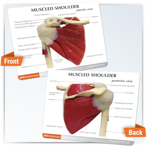 GPI Anatomicals Muscled Shoulder Model, Right Shoulder Joint - style: Muscled Shoulder