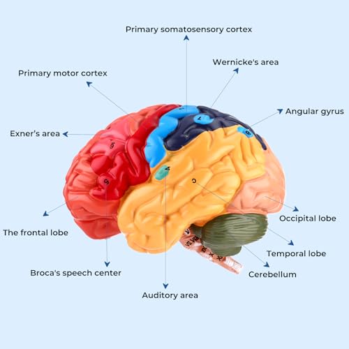 Human Brain Model, Life Size Brain Anatomy Model, 2-Part PVC Brain Model with Laser-Engraved Numbers, Color-Coded Regions, Base & Reference Card for Science Education & Anatomy Study