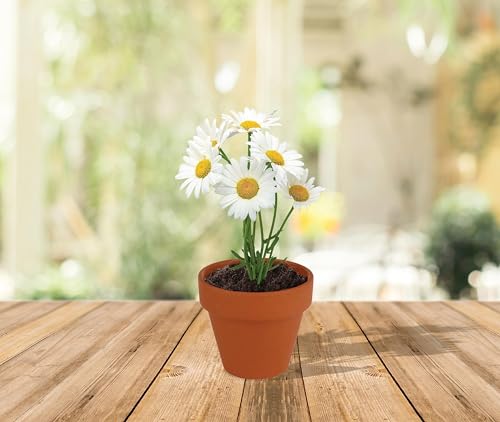 Buzzy Seeds Daisy Grow Kit, 20-Pack Bulk Terracotta Pots, Indoor Garden