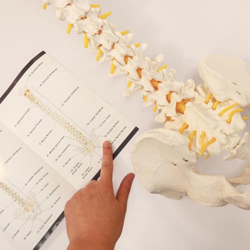 Axis Scientific 34" Life Size Spine Model with Nerves, Vertebrae, Arteries, Lumbar Column, Male Pelvis, Includes Durable Stand and Full Color Product Manual