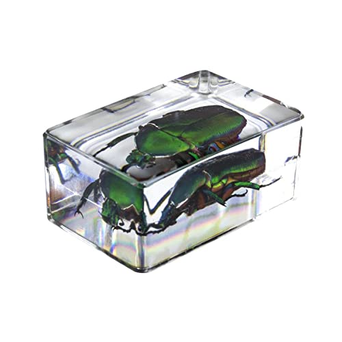 Celestron Real 3D Scorpion, Cicada, Orb-Weaver & Beetle Resin Specimen Set - size: CELESTRON 3D Bug Specimen KIT #4