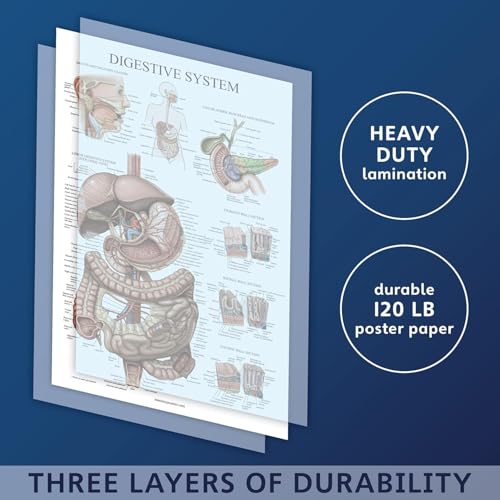Palace Learning Laminated Digestive System Anatomical Chart - Gastrointestinal Anatomy Poster 18" x 24" - color: Laminated