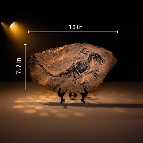Velociraptor Dinosaur Fossil Statue Realistic Dinosaur Skeleton Model