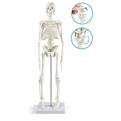 breesky Human Skeleton Model for Anatomy: 17” Human Skeleton Model with Movable Arms and Legs - Scientific Model for Study and Display - color: 17” Human Skeleton Model