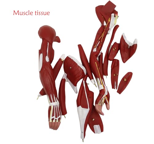 Anatomical Human Muscular Figure Model with 347 Number with 27 Removable Parts Muscle Organ Model Training Manikin Model for Teaching 33.5'' Tall,1/2 lifesize
