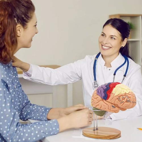 SKUGWG 2X Human Brain Model, 4-Part, Psychology and Neuroscience Study