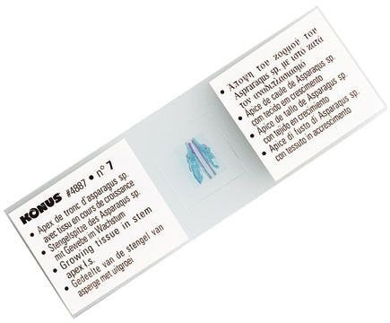 Konus 4877 Set 10 Slides Bacteria, Simple Organisms - 10 Slides