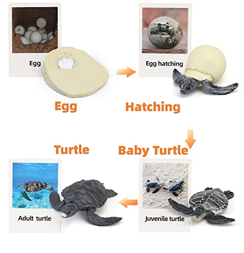 Montessori Life Cycle Animal Figures with Flash Cards, Realistic Animal Figurines Toy, Educational Matching Game for 3+ Year Old Kids (Turtle) - color: Turtle