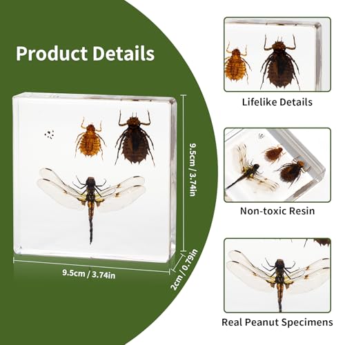 Dragonfly Life Cycle Kit, Dragonfly Specimen Real Insect Taxidermy Resin - Encased Nymphs, Perfect for Life Cycle of a Dragonfly Biology Decor Lab Supply Display - color: Dragonfly