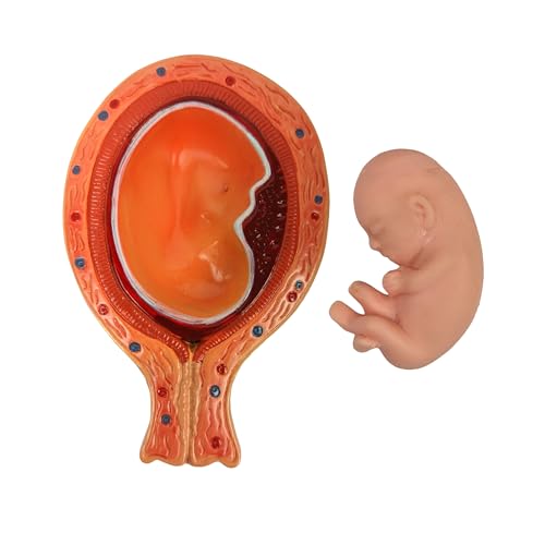 Axis Scientific Anatomy Model of Pregnancy Pelvis