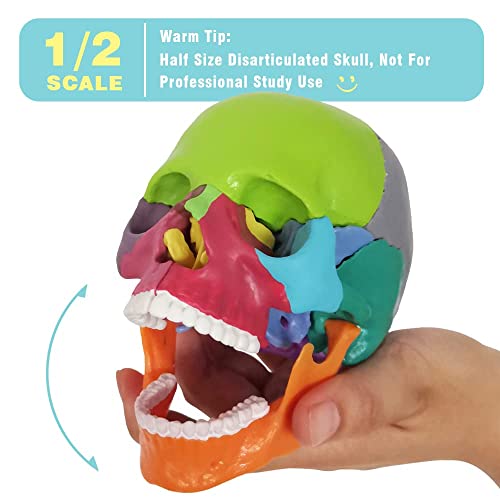 Human Skull Anatomy Model, 15 Parts, 1:2 Life Size, for Adult