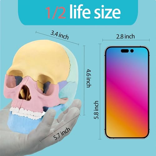 LUCKY GUESS Human Skull Anatomy Model, 17-Part Puzzle with Flash Cards