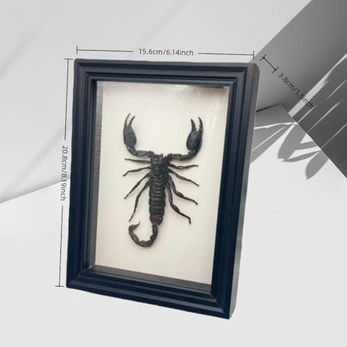 Real Scorpion Specimen - Mounted in a Frame