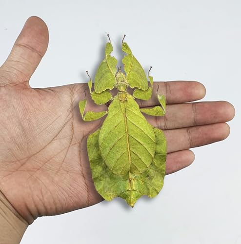 Real Walking Leaf Insect Unmounted Taxidermy Specimen Collection BO-72-XANH - color: 1 Beetle #72 Green