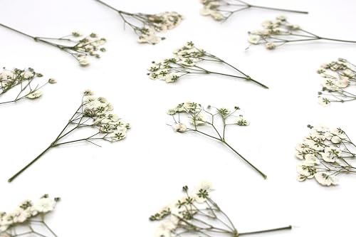 Dried Babys Breath White, 48pcs Dried Flowers for Resin - size: 48 pcs White Baby's Breath