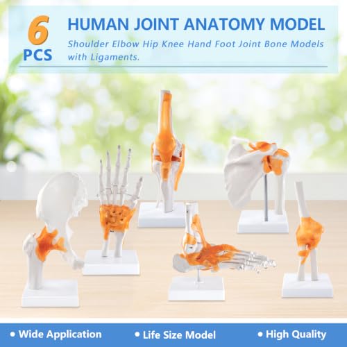 6 Set Human Anatomy Elbow Hip Knee Hand Foot Joint Bone Models,with Manual