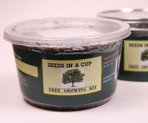 Seeds In A Cup- Orange Tree Grow Kit with Premium Tree Seeds, Grow Your Own Orange Tree, All You Need is Included, Educational, Gardening Kit (Plastic Planter)